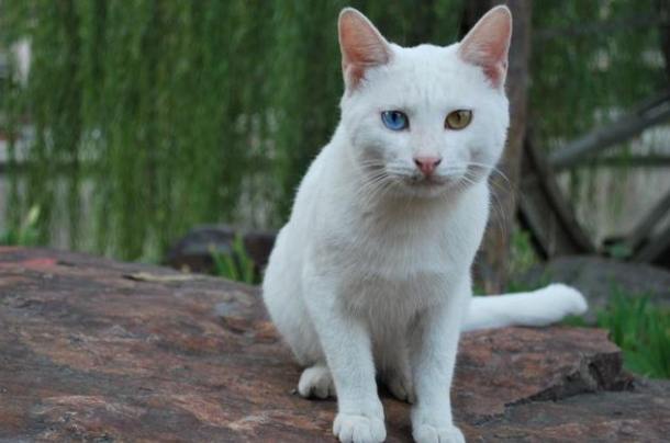 白色波斯貓飼養