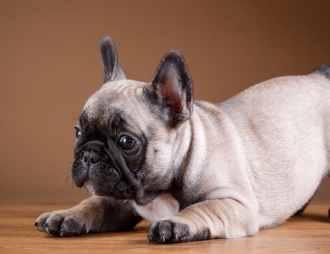 延長法國鬥牛犬壽命