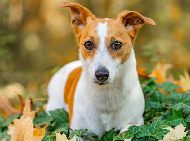 傑克羅素行為問題