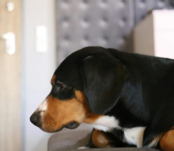 狗嘔吐黃色液體