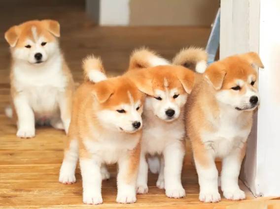 秋田犬性格特點