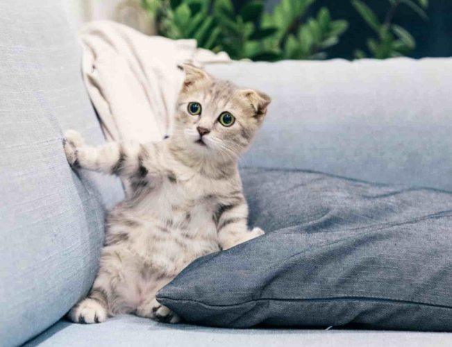 貓咪領養必需品