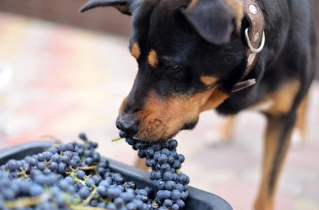 葡萄對狗的毒性