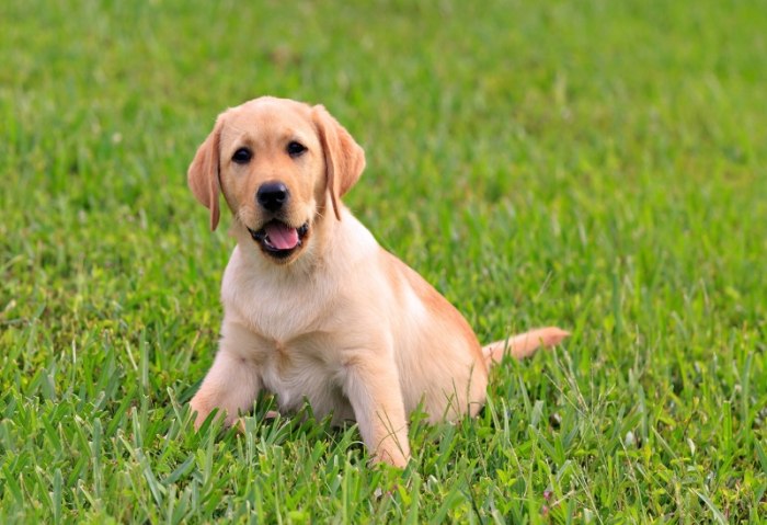 延长拉布拉多寿命