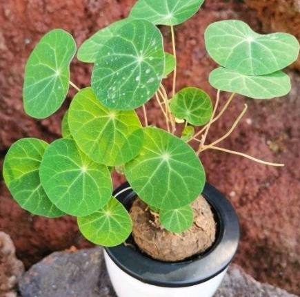 山烏龜養護技巧