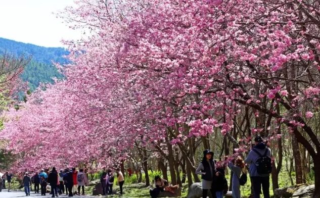 台灣櫻花季節