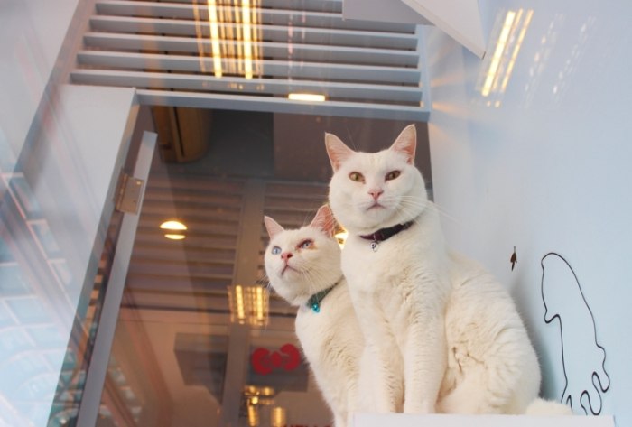 帶寵物住宿台北