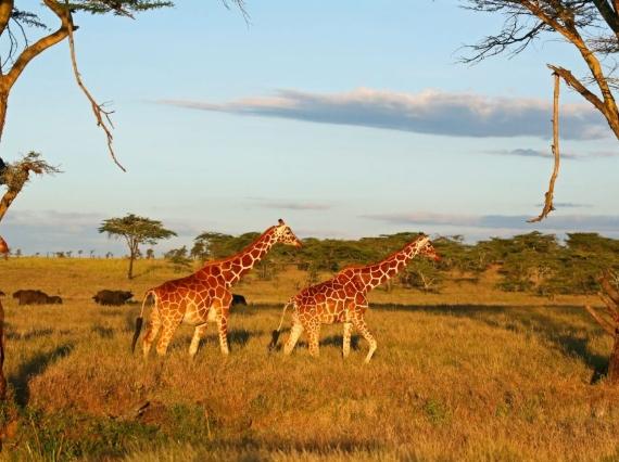 非洲動物遷徙旅行