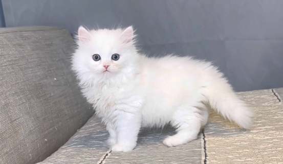 波斯貓性格特點