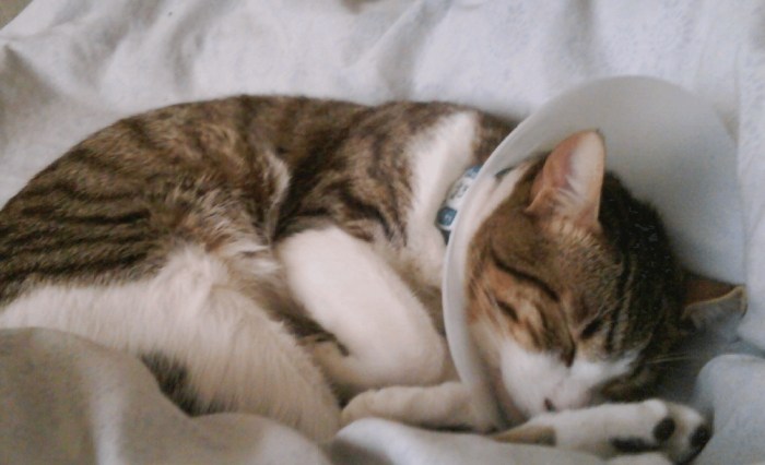 貓咪眼睛睜不開