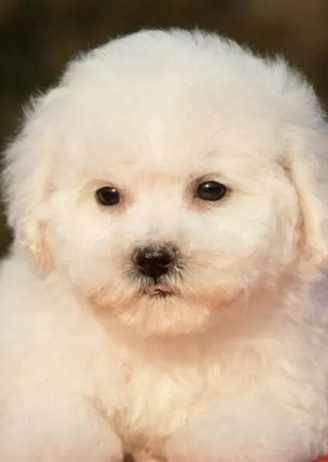 比熊犬購買費用