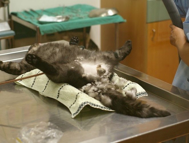 公貓結紮最佳時間