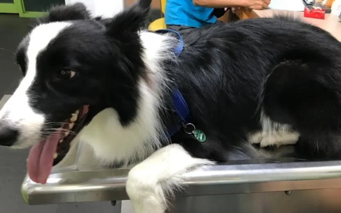 公狗結紮副作用