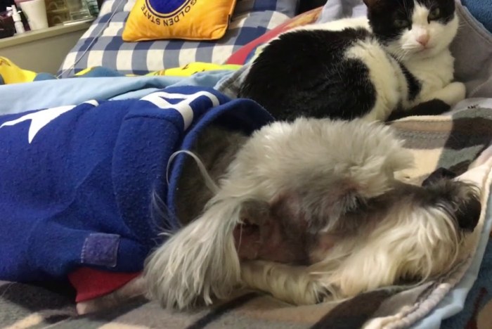 狗肺積水存活時間