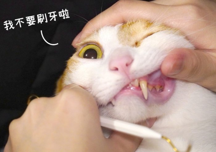 貓咪口腔護理