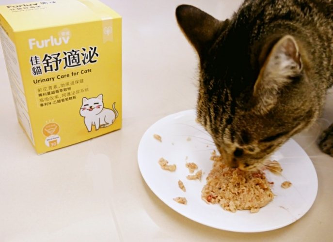 貓咪保健品食用時機