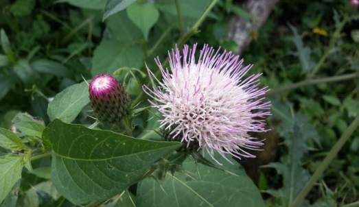 雞角刺健康功效