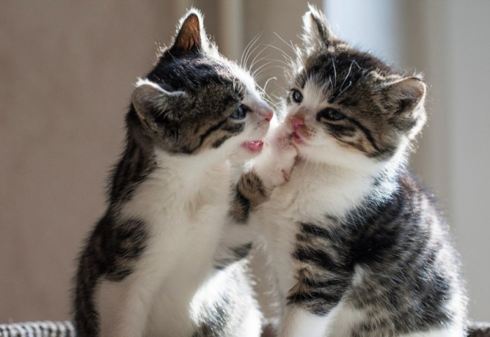 貓咪尾巴抽動意思