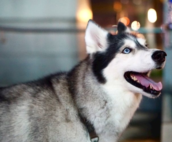 哈士奇饲养难度