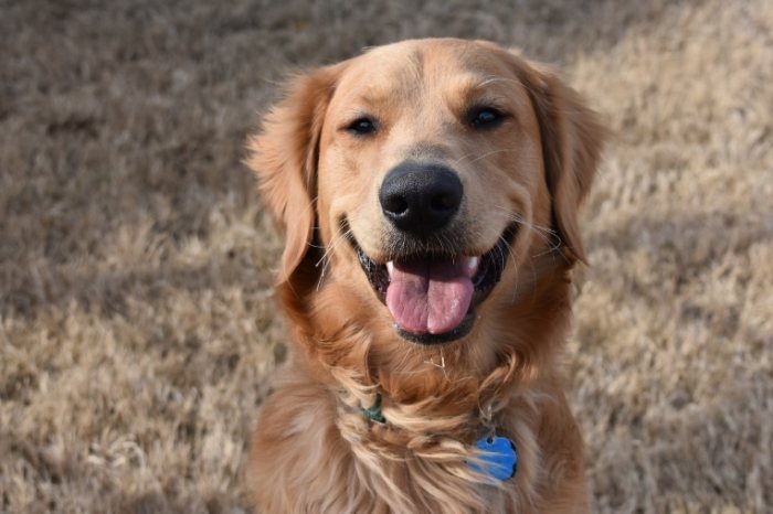 黃金獵犬飼養問題
