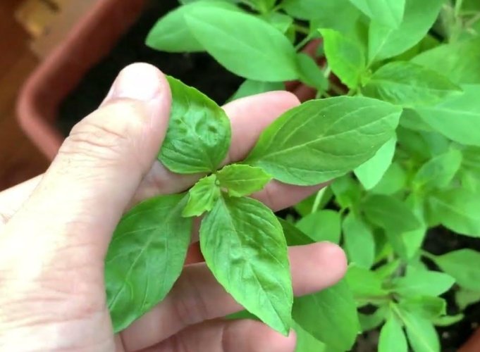 九層塔收成時機