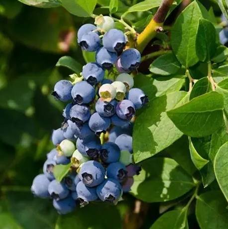 樹葡萄藍莓比較
