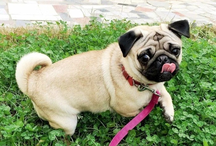 沙皮狗健康問題