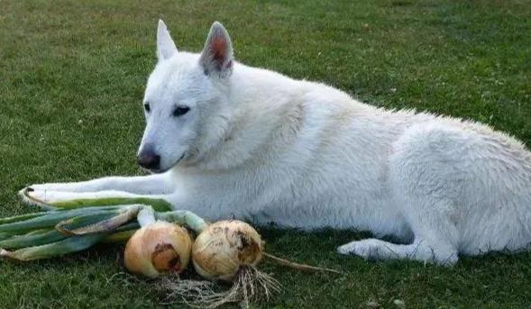 洋蔥對狗的影響