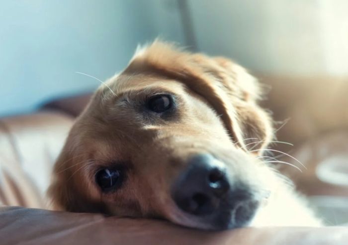 狗狗胰臟炎治療時間