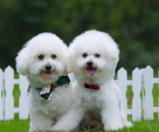 寵物毛髮營養補充