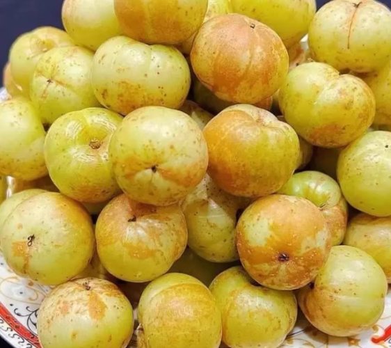 油甘果食用禁忌