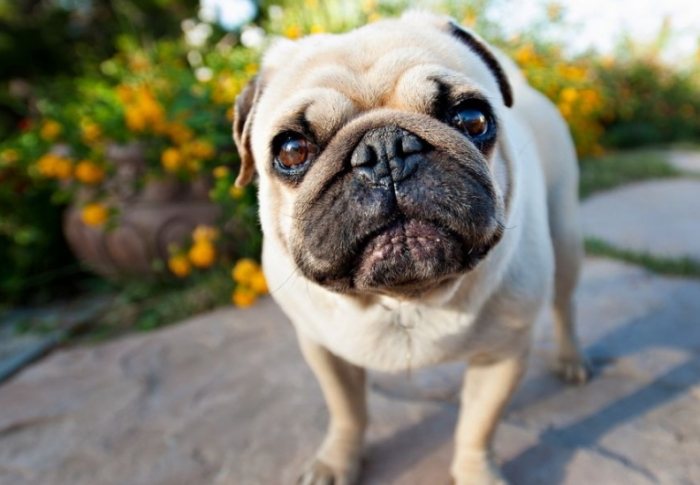 巴哥犬照顧指南