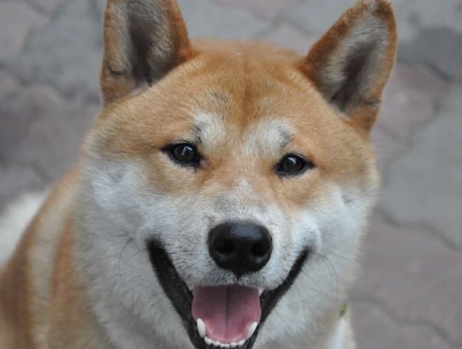 柴犬几个月停止生长