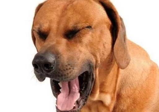 狗狗流鼻水處理