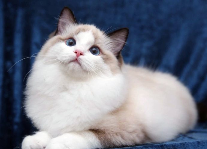 布偶貓體型