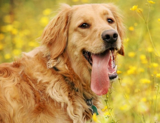 金毛尋回犬品種