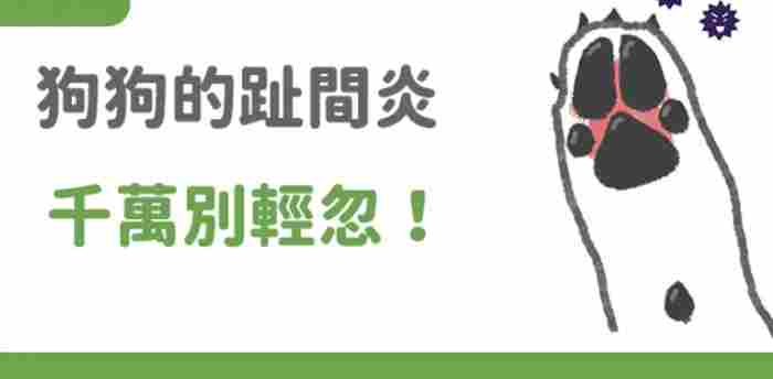 狗狗趾間炎治療