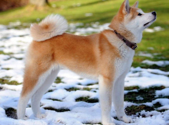 如何延長秋田犬壽命 如何延長秋田犬壽命