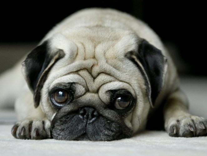 領養巴哥犬注意事項