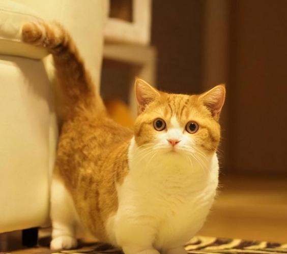 短腿貓健康問題