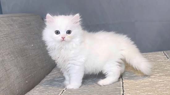 波斯貓健康問題