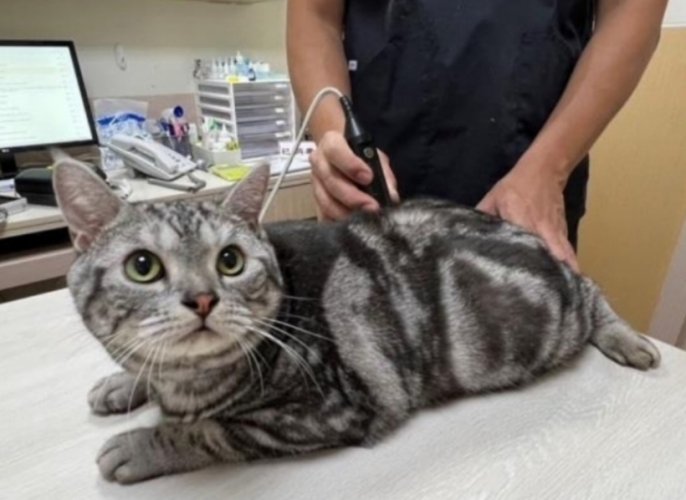 針灸治療貓咪成本