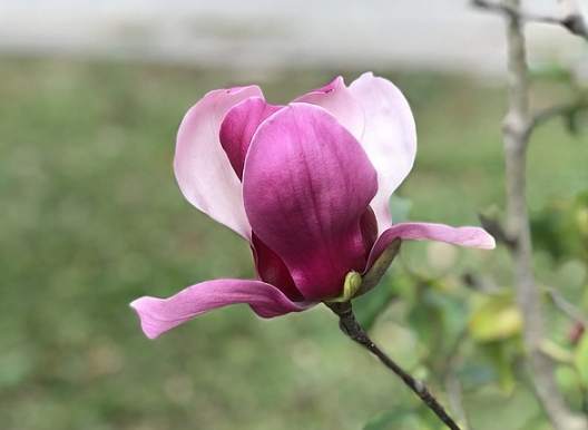 玉蘭花象徵意義