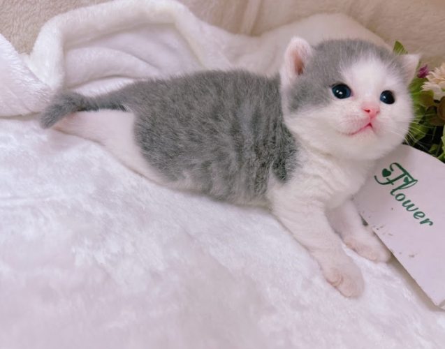 曼赤肯貓行為特點