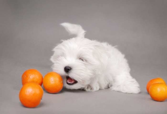 文旦對狗狗的影響