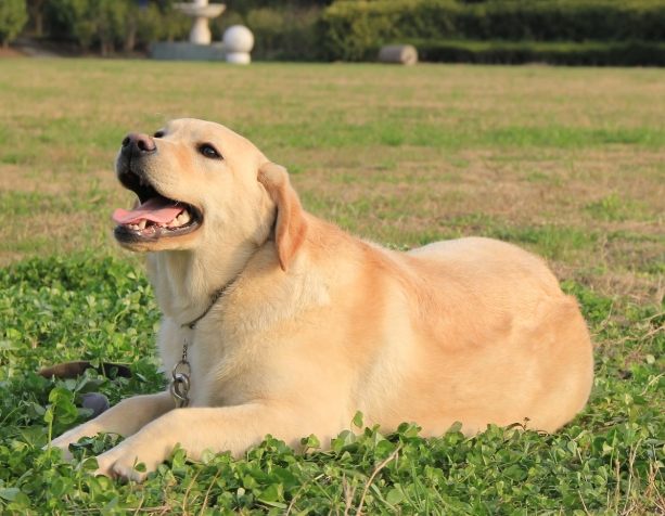 拉布拉多平均寿命