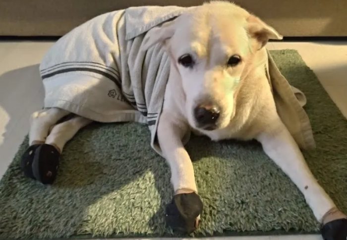 公狗結紮副作用