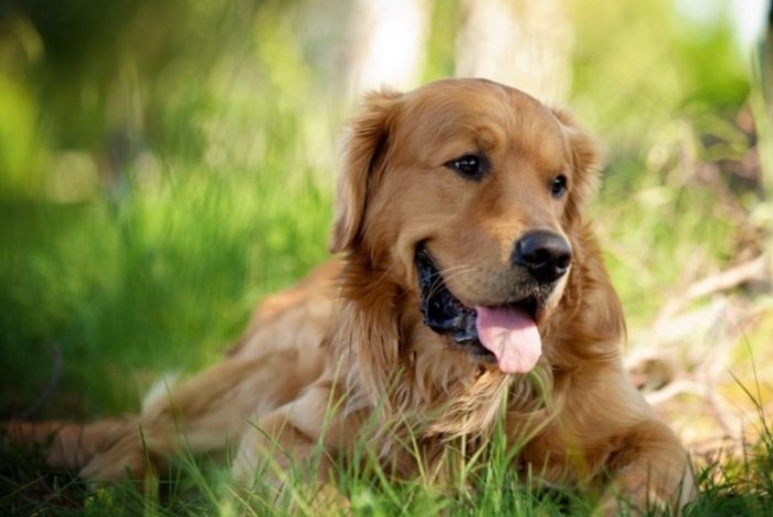 黃金獵犬健康照顧