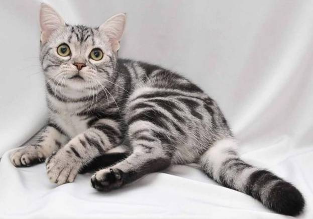 美國短毛貓飼養費用