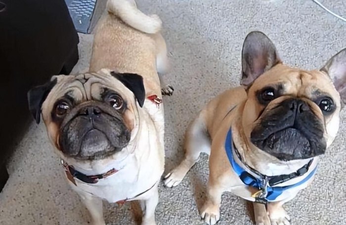 巴哥犬沙皮狗比較